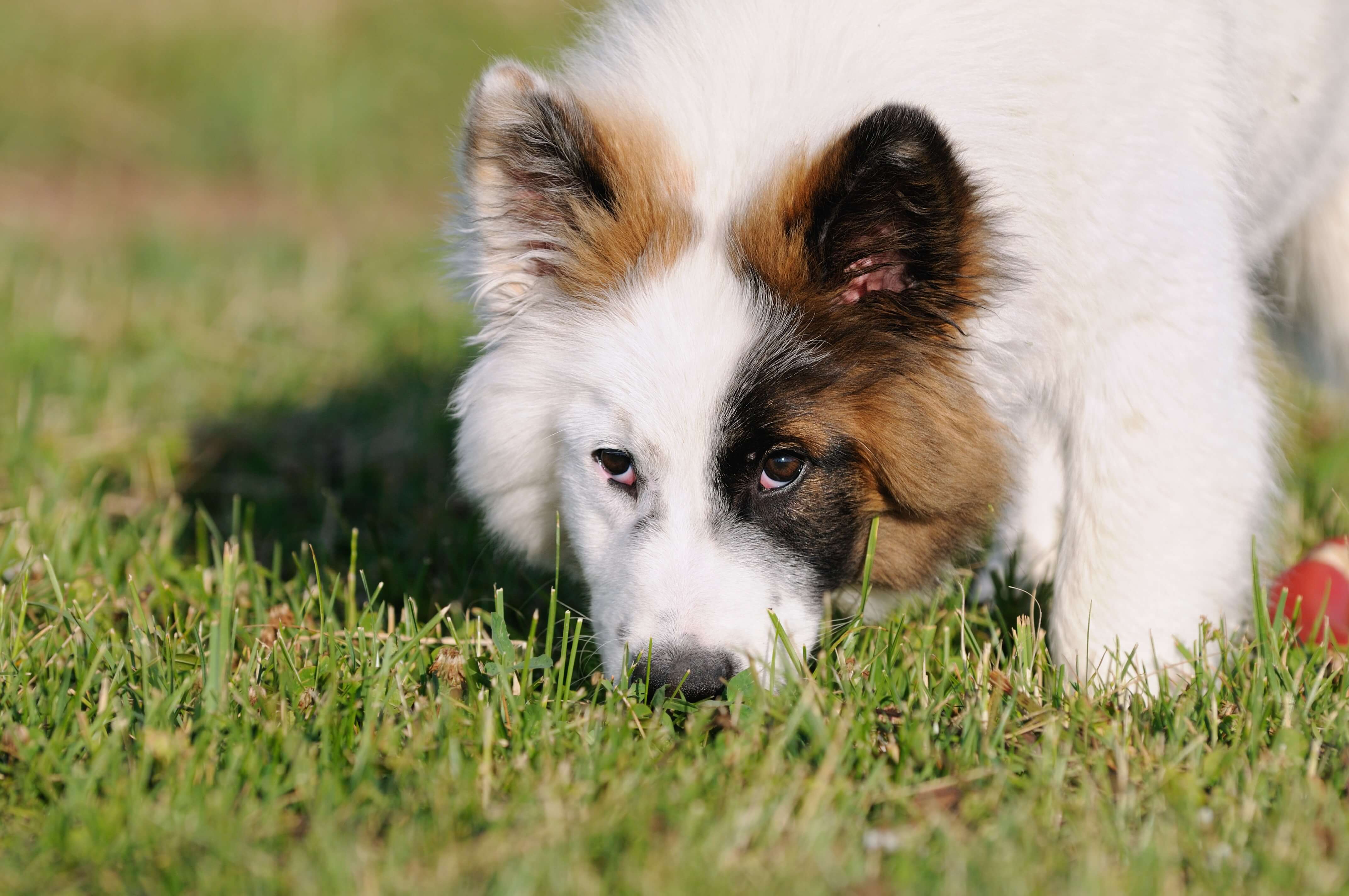 Hunde entwurmen Infos, Kosten & Tipps zur Wurmkur