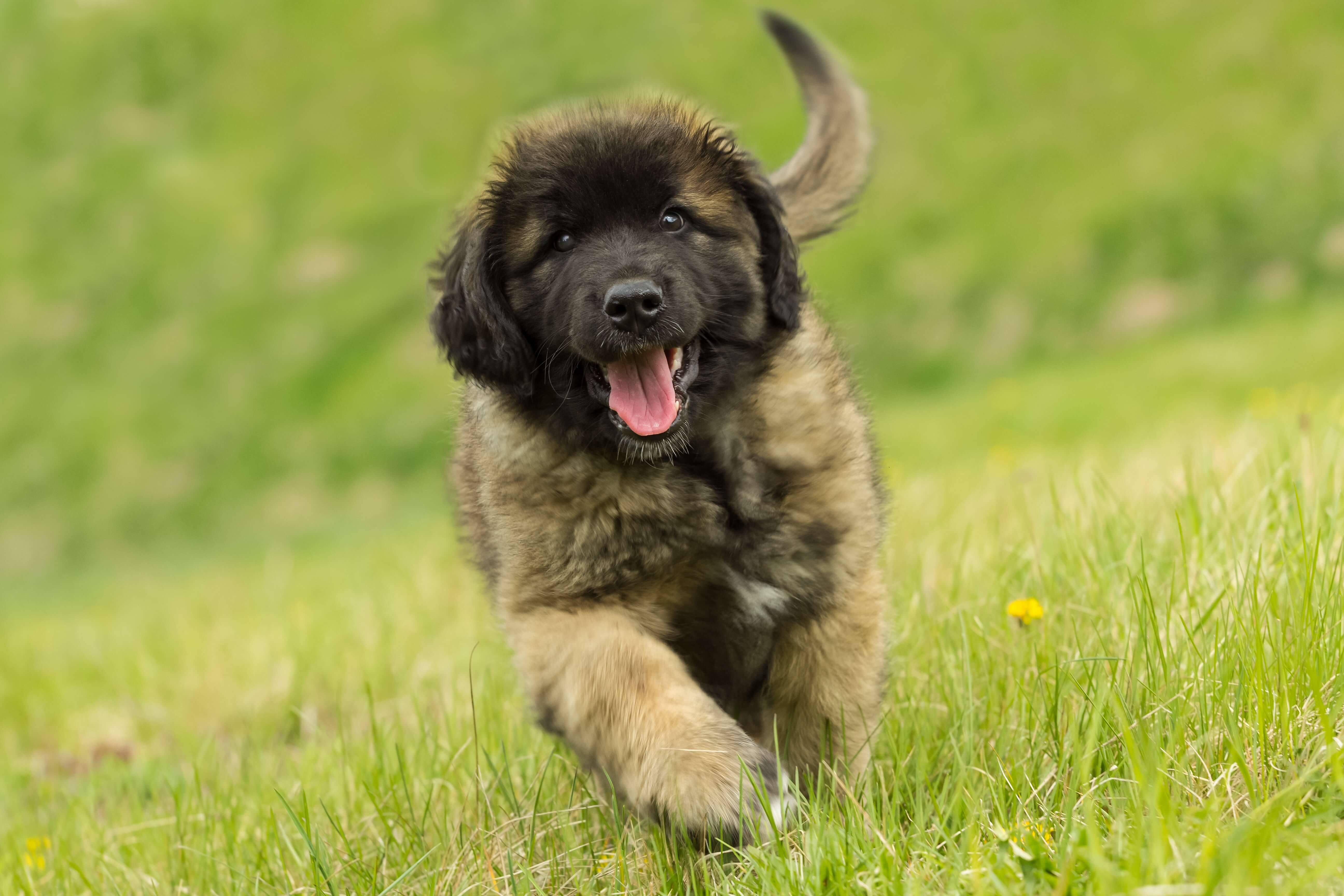 Leonberger Welpe