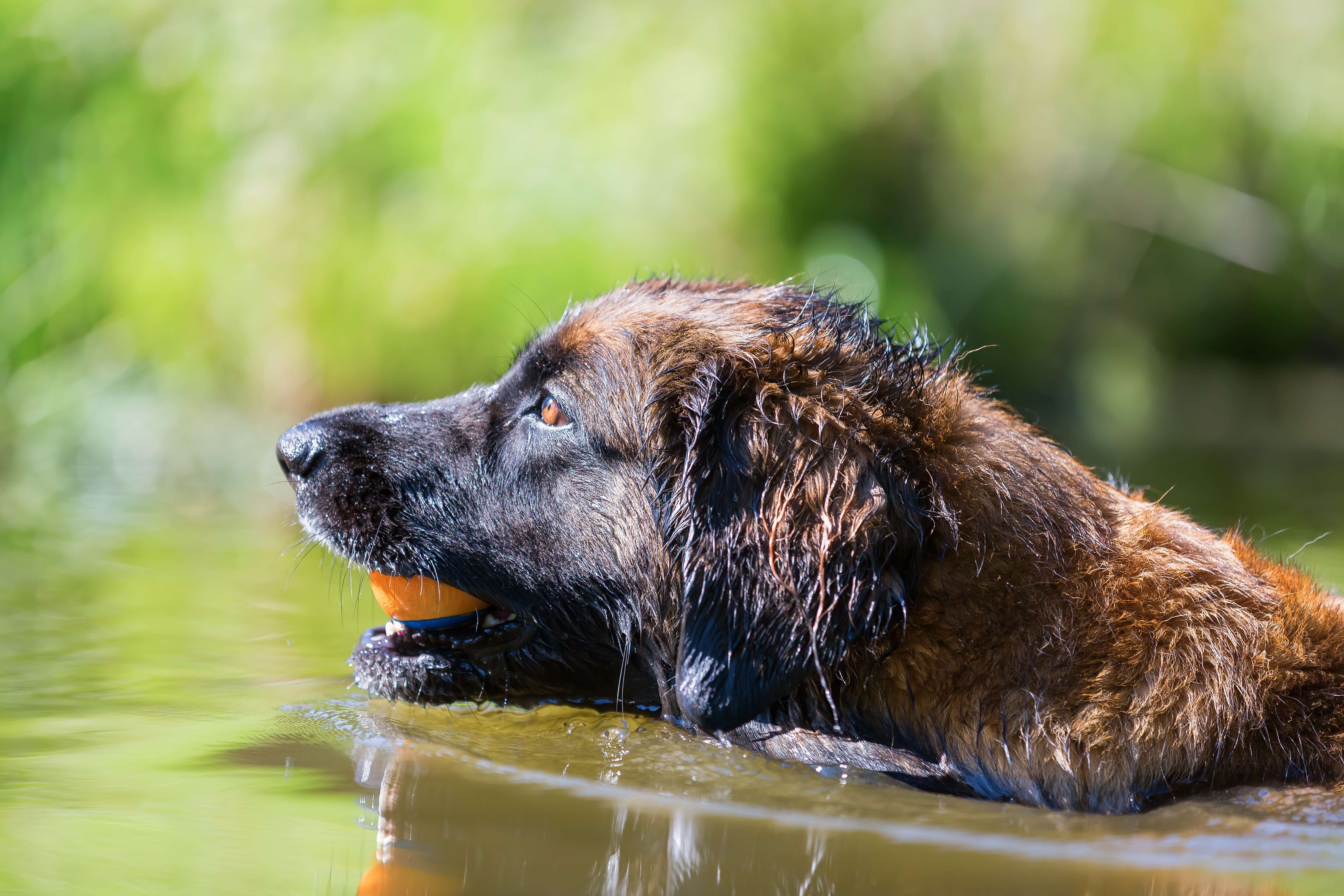 Leonberger im Wasser