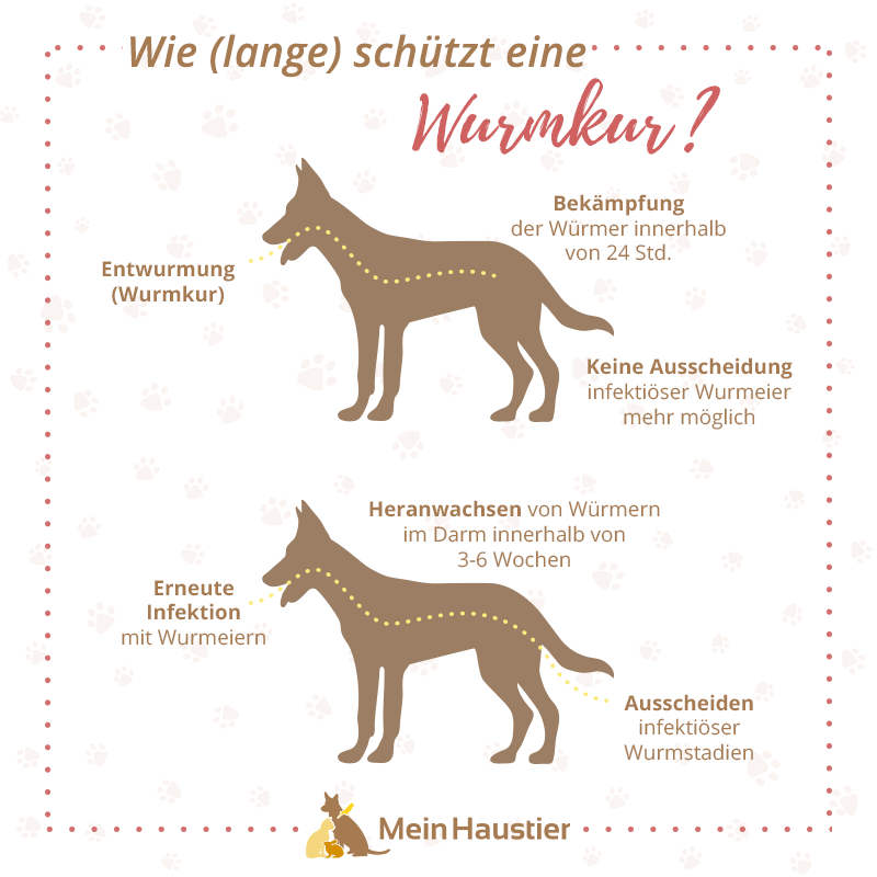 Wie lange schützt eine Wurmkur? Wie lange schützt eine Wurmkur?