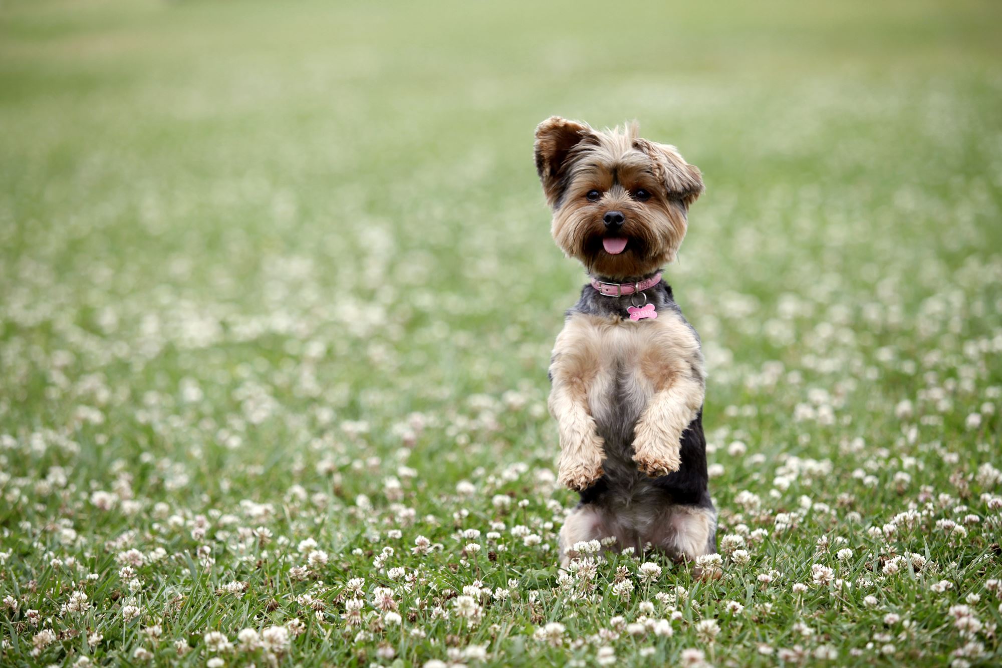 Yorkshire Terrier Yorkshire Terrier
