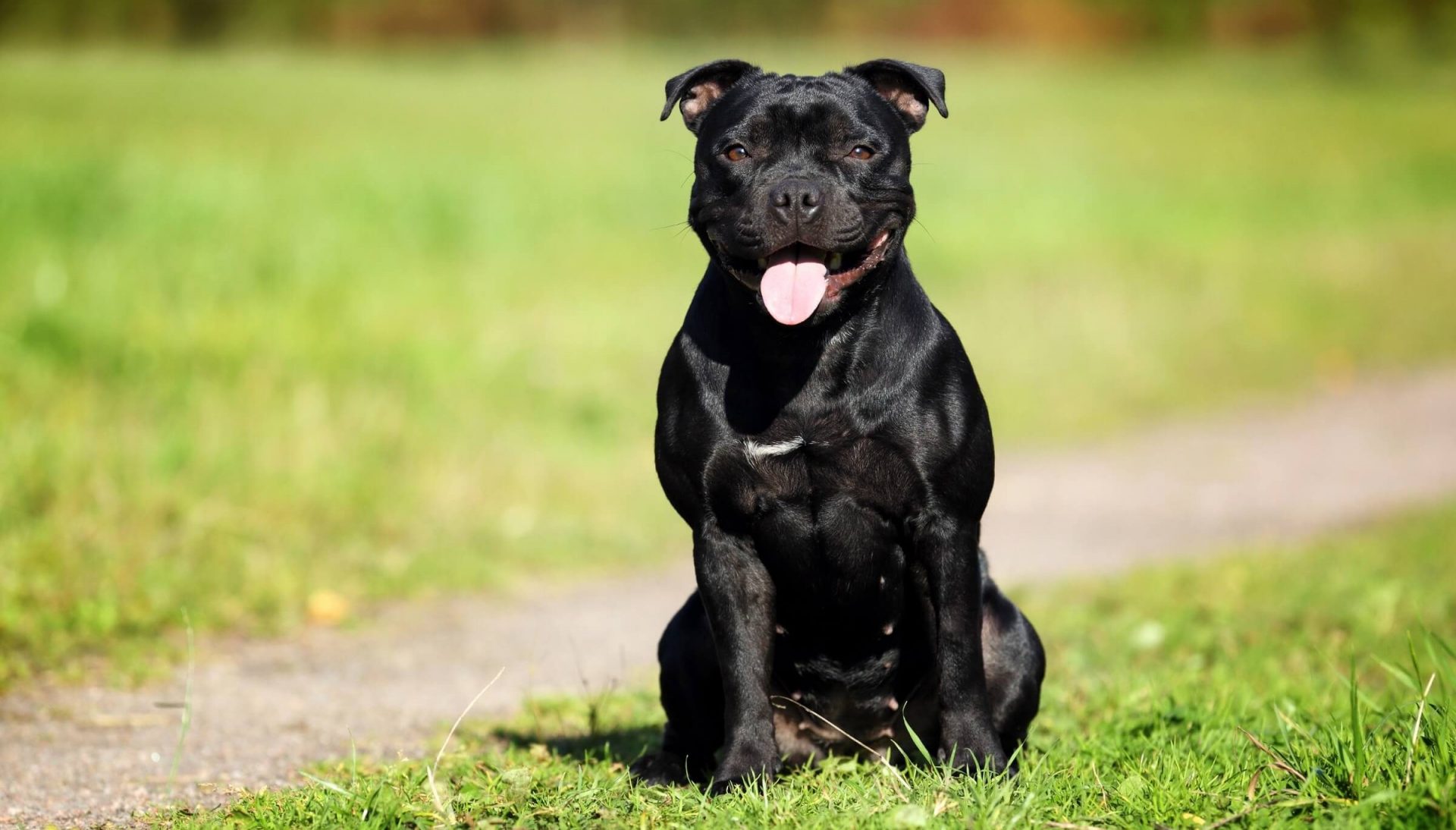 Staffordshire Bullterrier