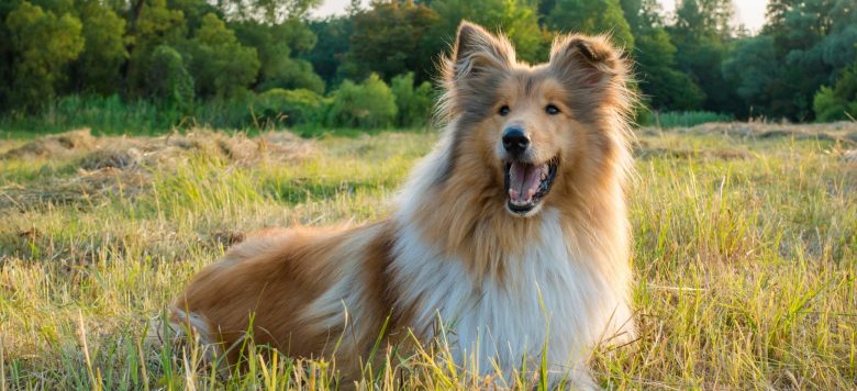 Collie Steckbrief Charakter, Wesen &amp; Haltung