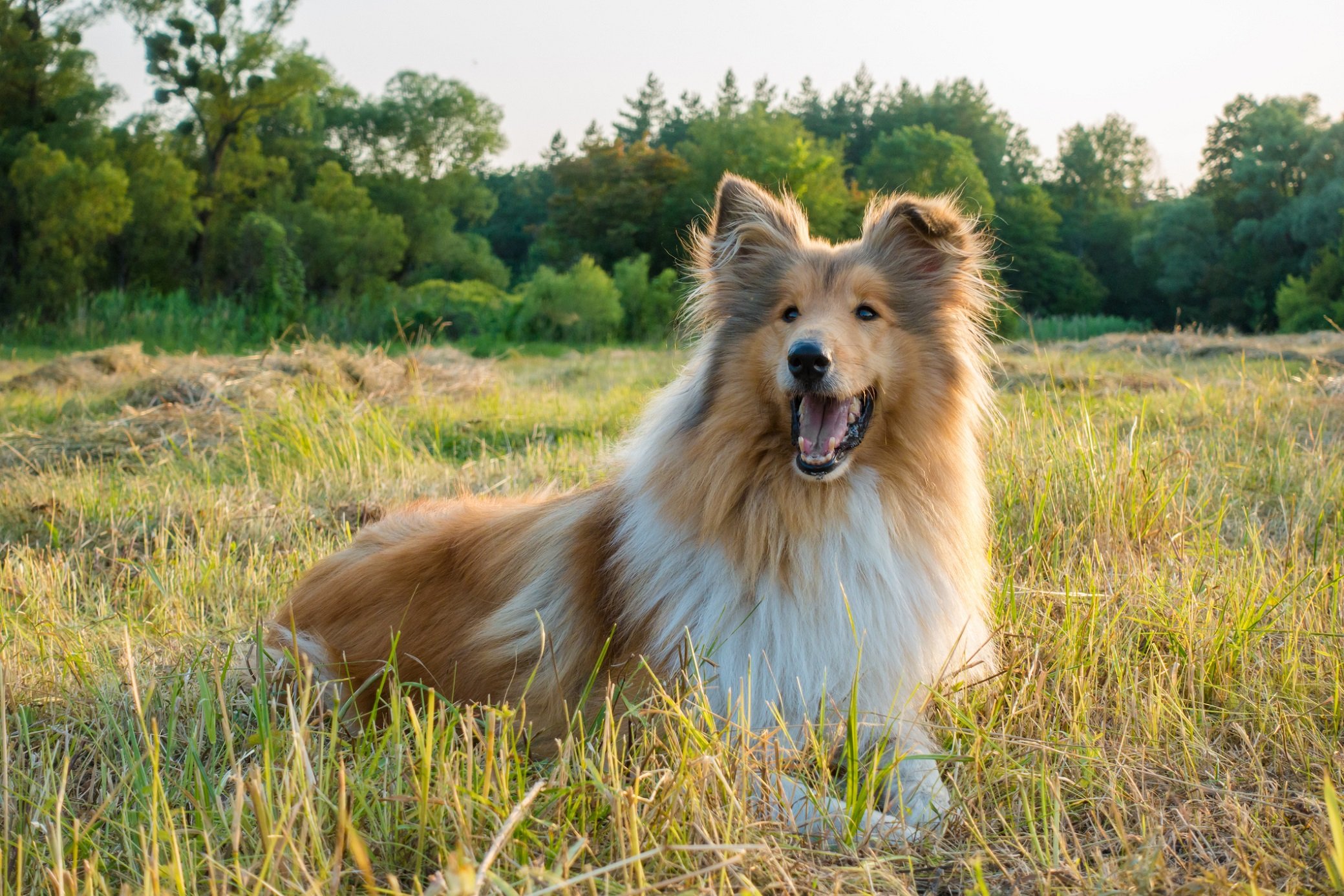 Collie Steckbrief Charakter, Wesen & Haltung