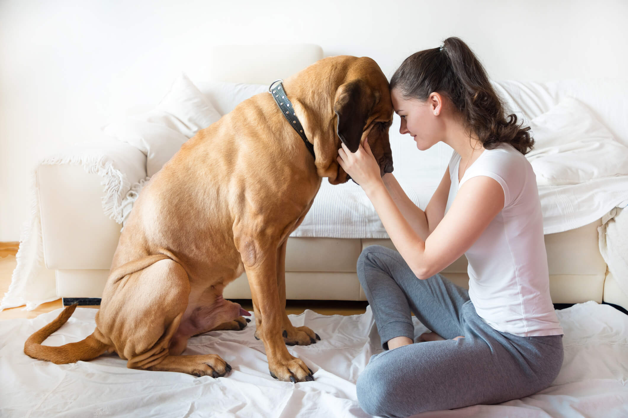 Mastiff Mastiff