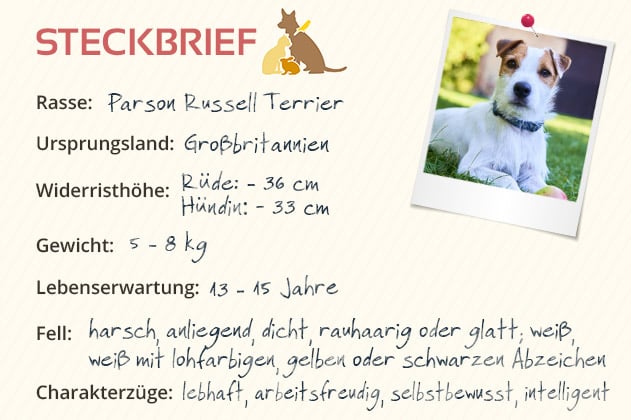 Parson Russell Terrier Parson Russell Terrier
