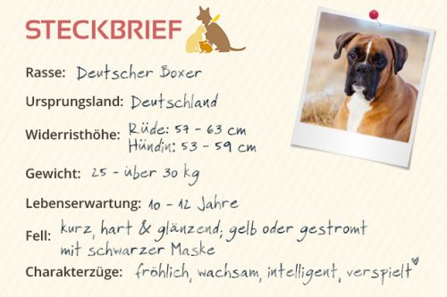 Deutscher Boxer Steckbrief Charakter, Wesen &amp; Haltung
