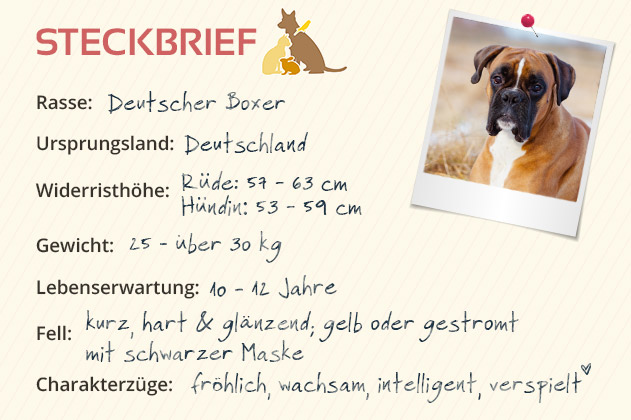 Deutscher Boxer