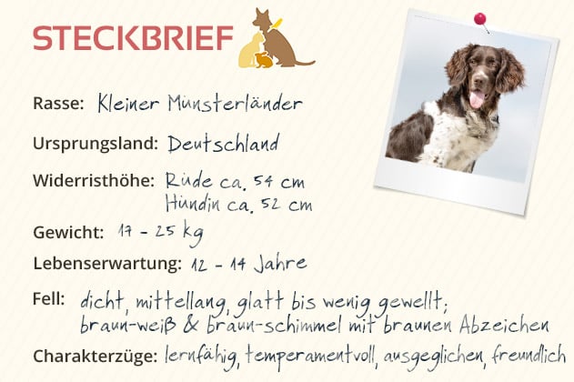 Kleiner Münsterländer