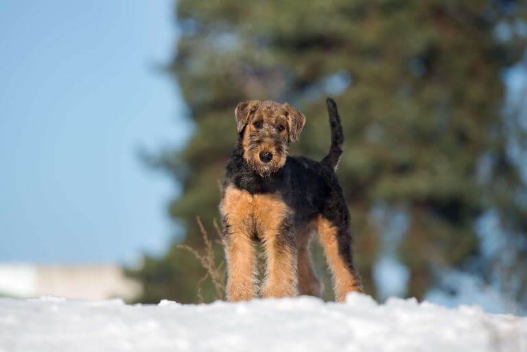 Airedale Terrier