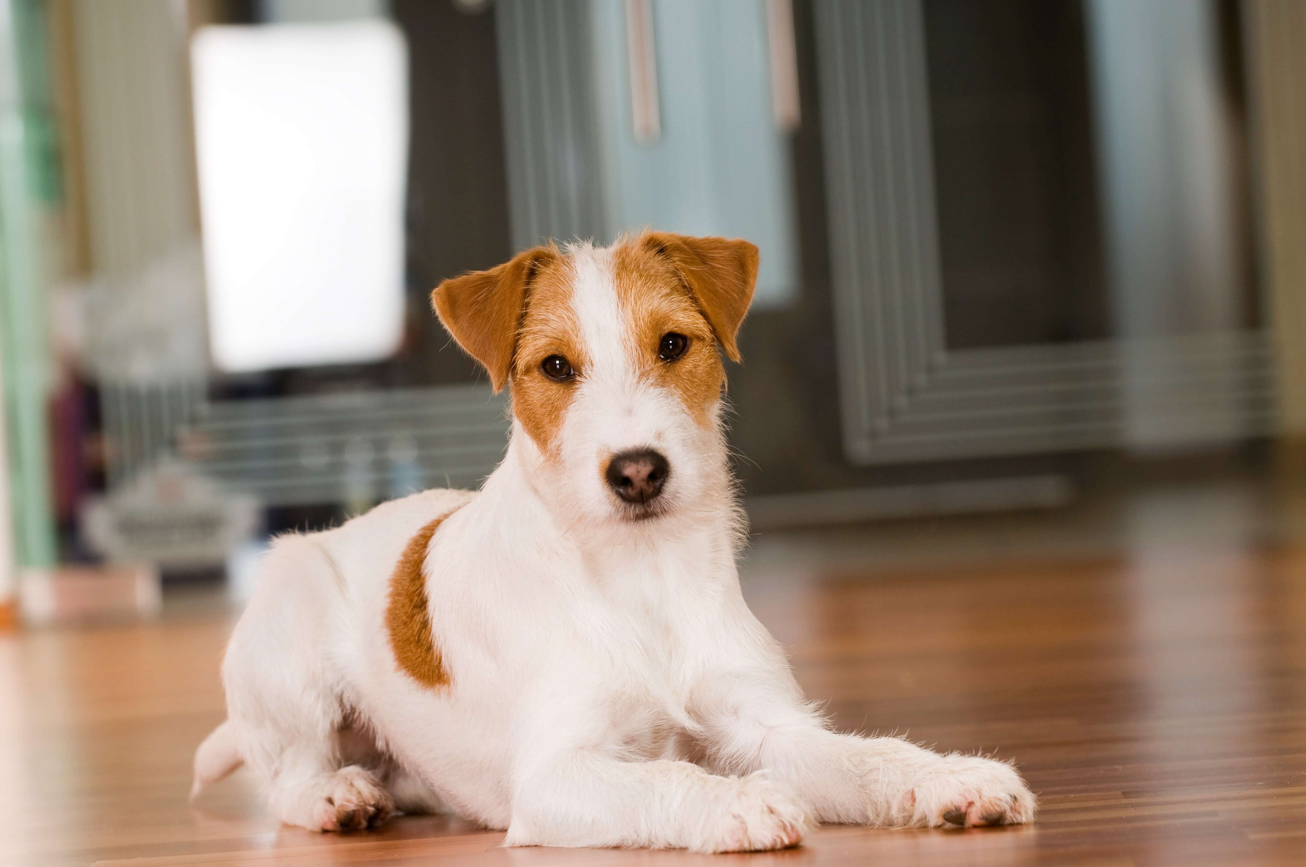 Onkel eller Mister Rang kapacitet Parson Russell Terrier Steckbrief | Charakter, Wesen & Haltung