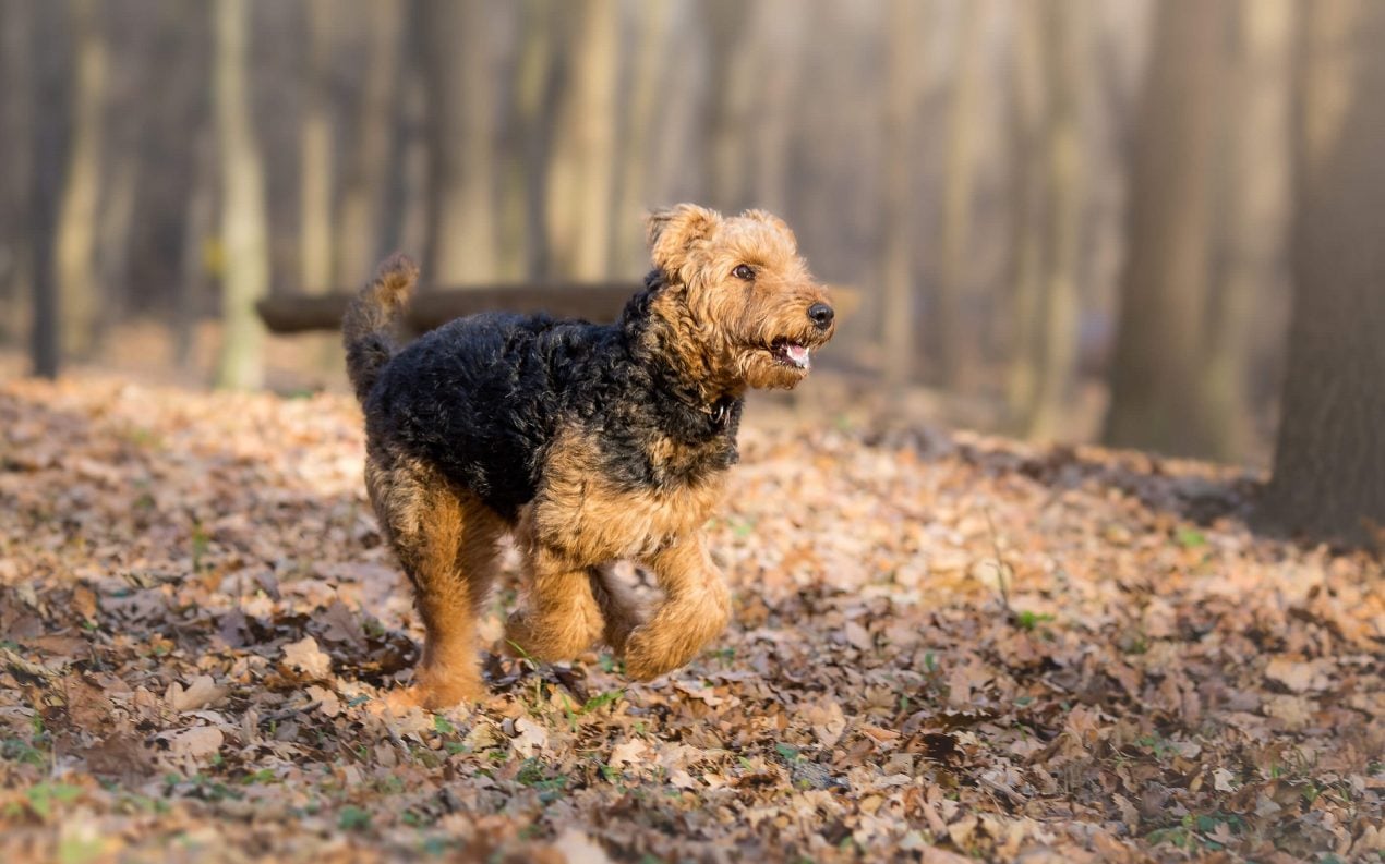 Airedale Terrier Steckbrief | Charakter, Wesen & Haltung