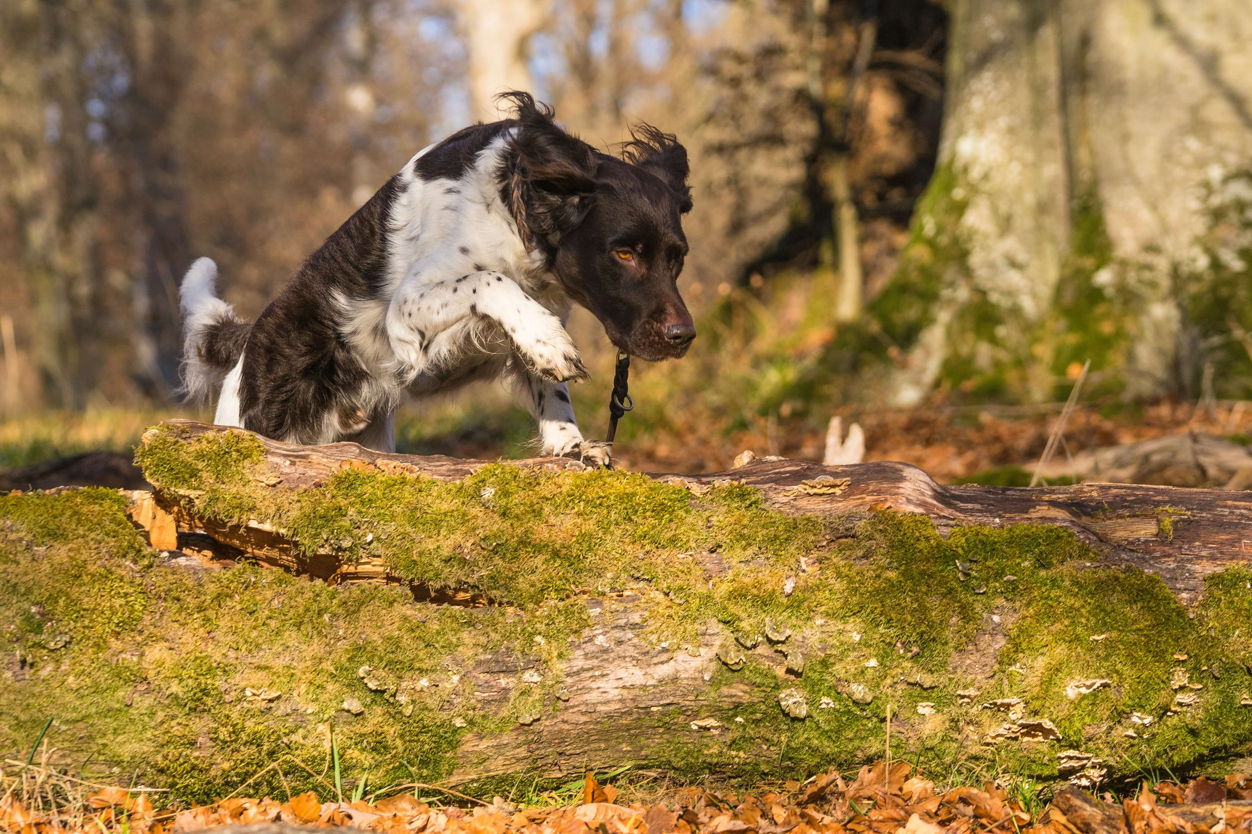 Kleiner Münsterländer