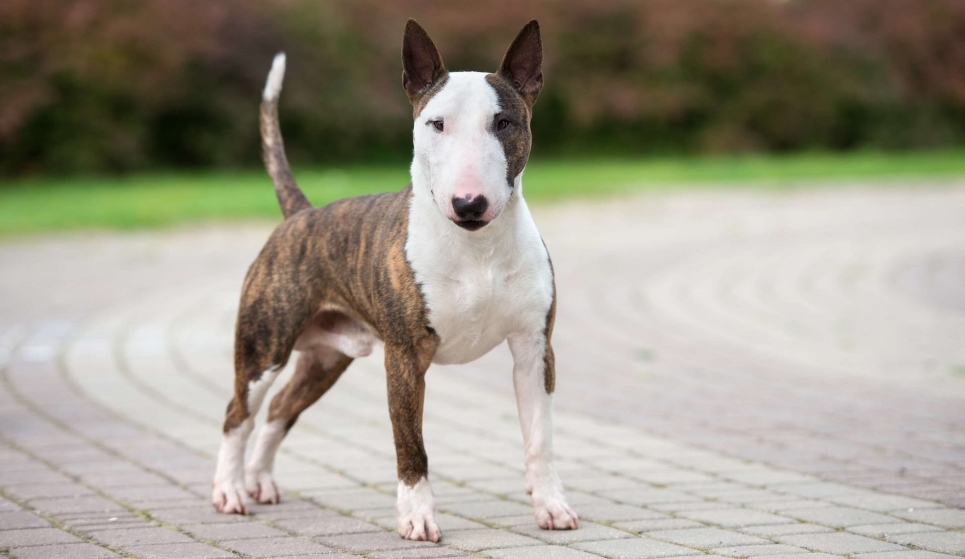 Bullterrier