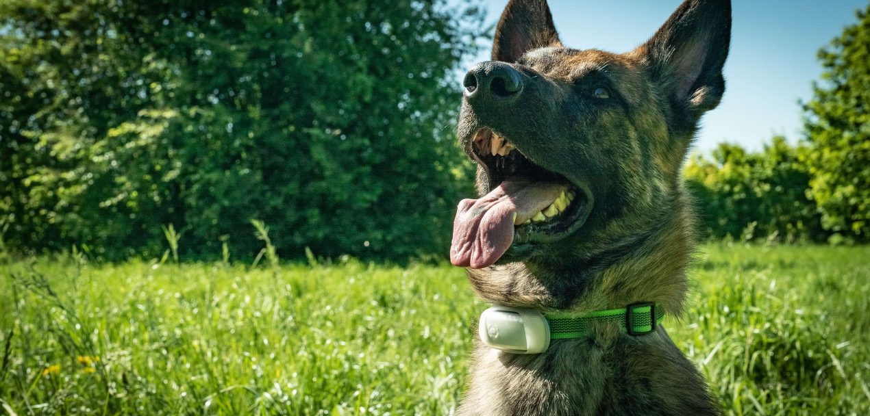 Testbericht Prothelis GPS Tracker GRETA