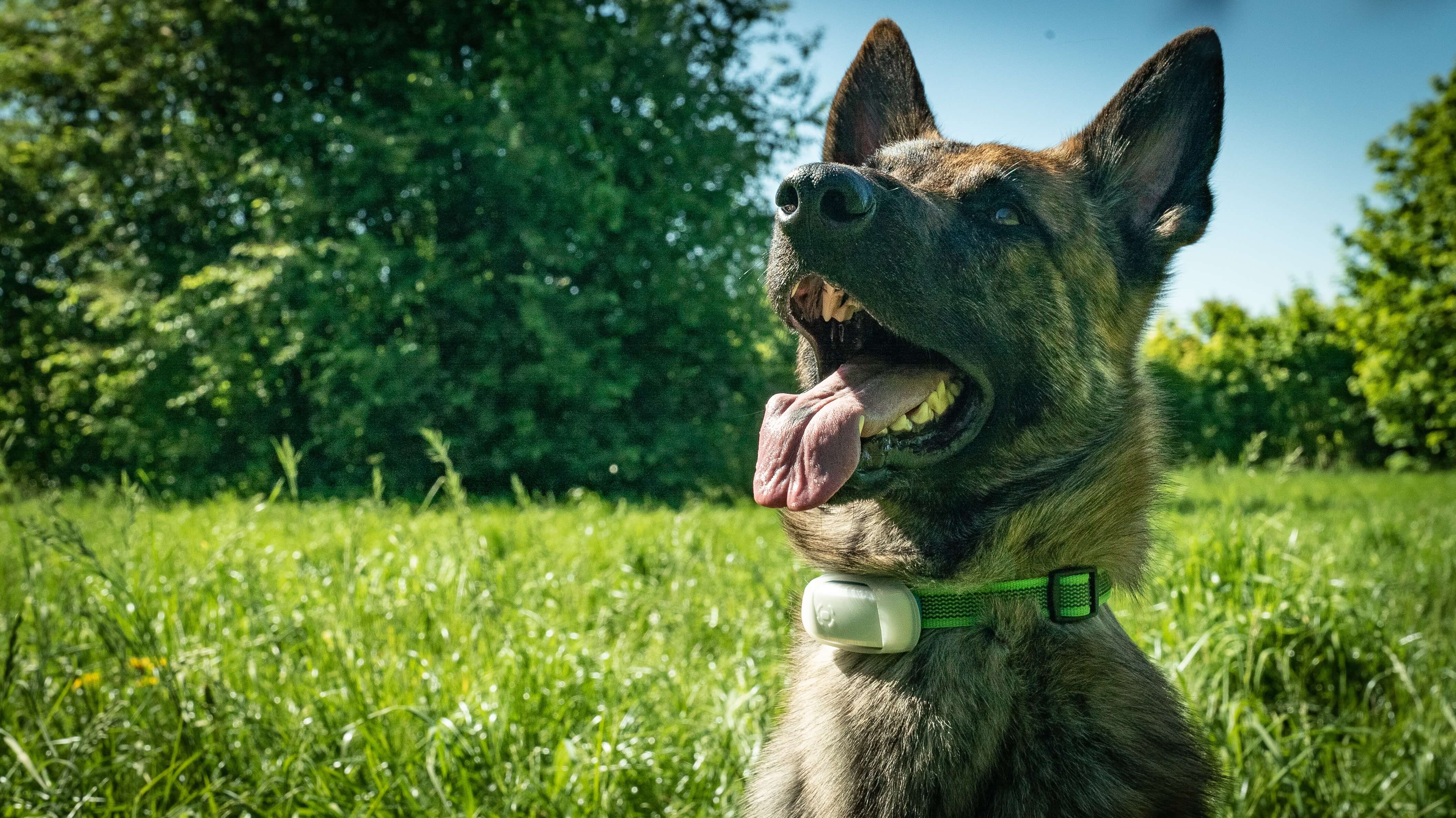 Testbericht Prothelis GPS Tracker GRETA