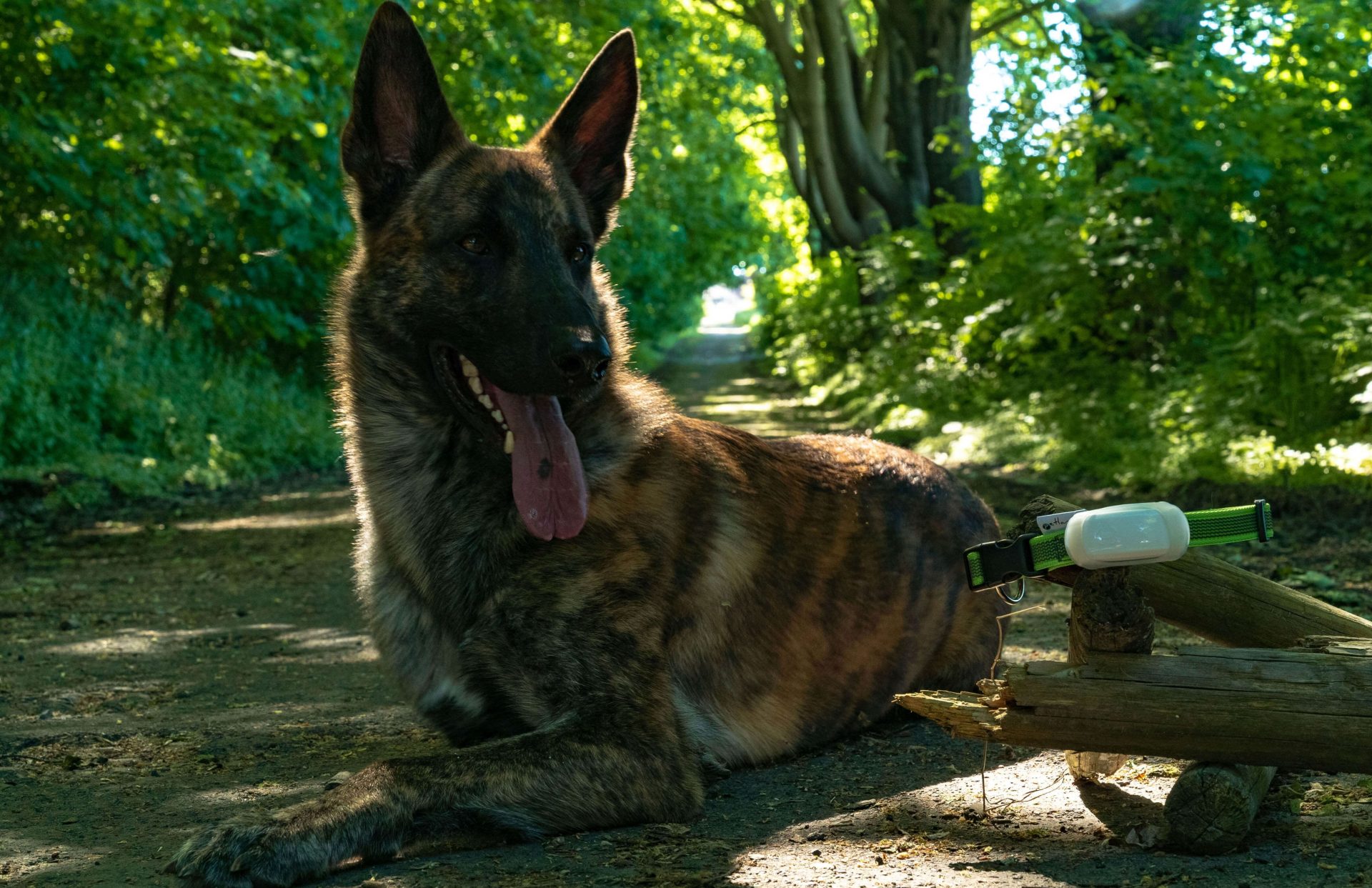 Testbericht Prothelis GPS Tracker GRETA