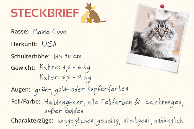 Maine Coon