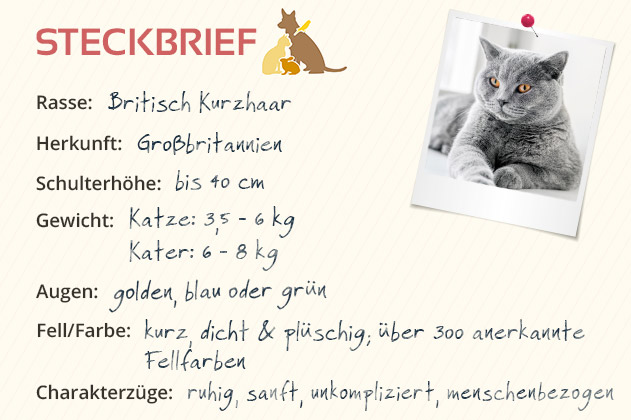 Britisch Kurzhaar Britisch Kurzhaar
