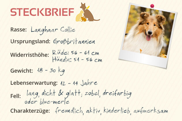 Collie Collie Steckbrief