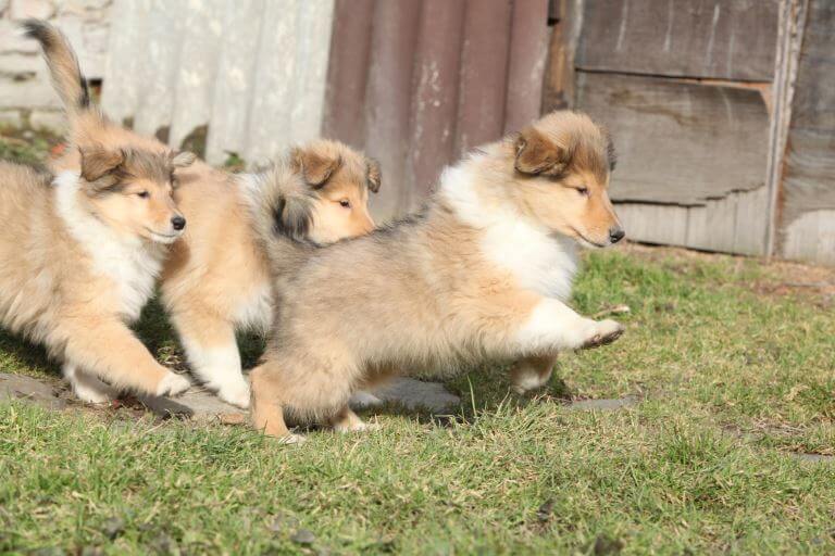 Collie Welpen Collie Welpen sind sehr verspielt