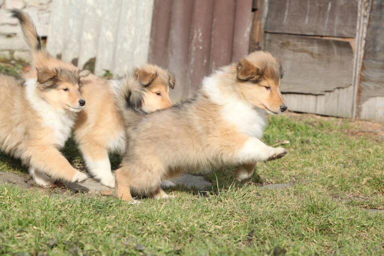 Collie Welpen sind sehr verspielt