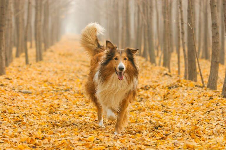 Collie Collies brauchen viel Bewegung an der frischen Luft