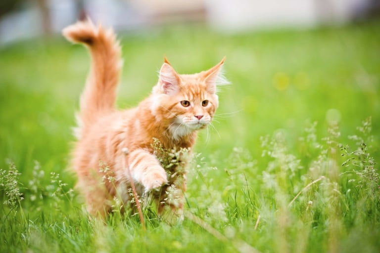 Maine Coon Kitten im Garten