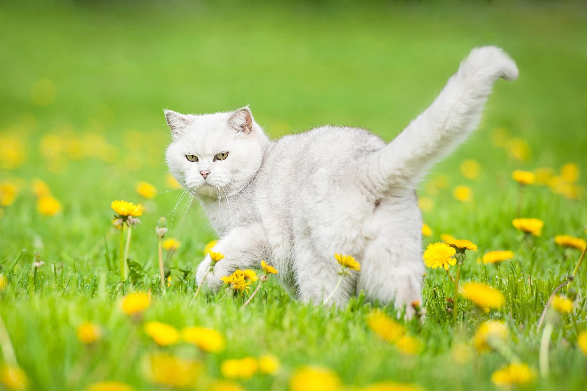 Britisch Kurzhaar im Garten