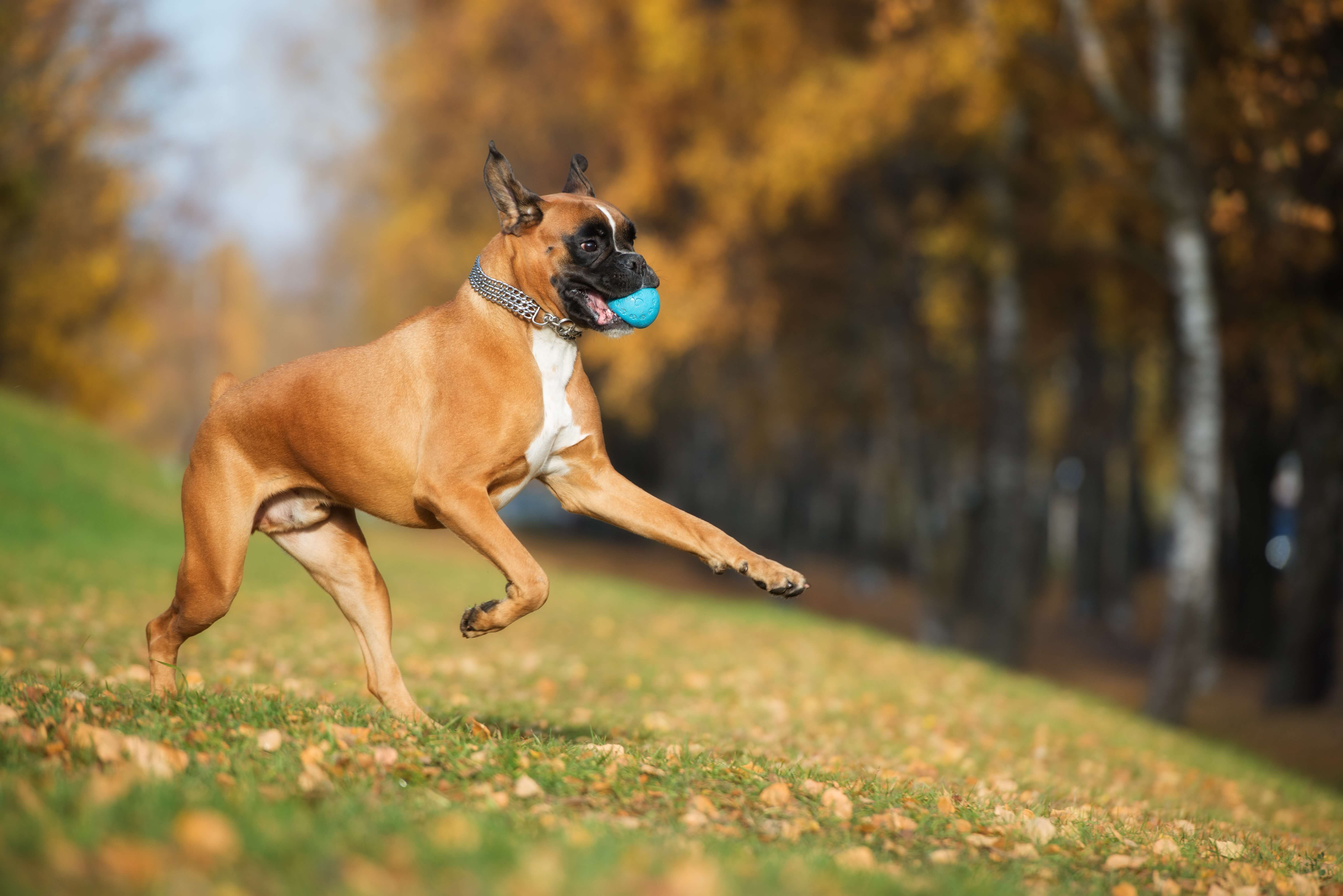 Deutscher Boxer Steckbrief | Charakter, Wesen & Haltung