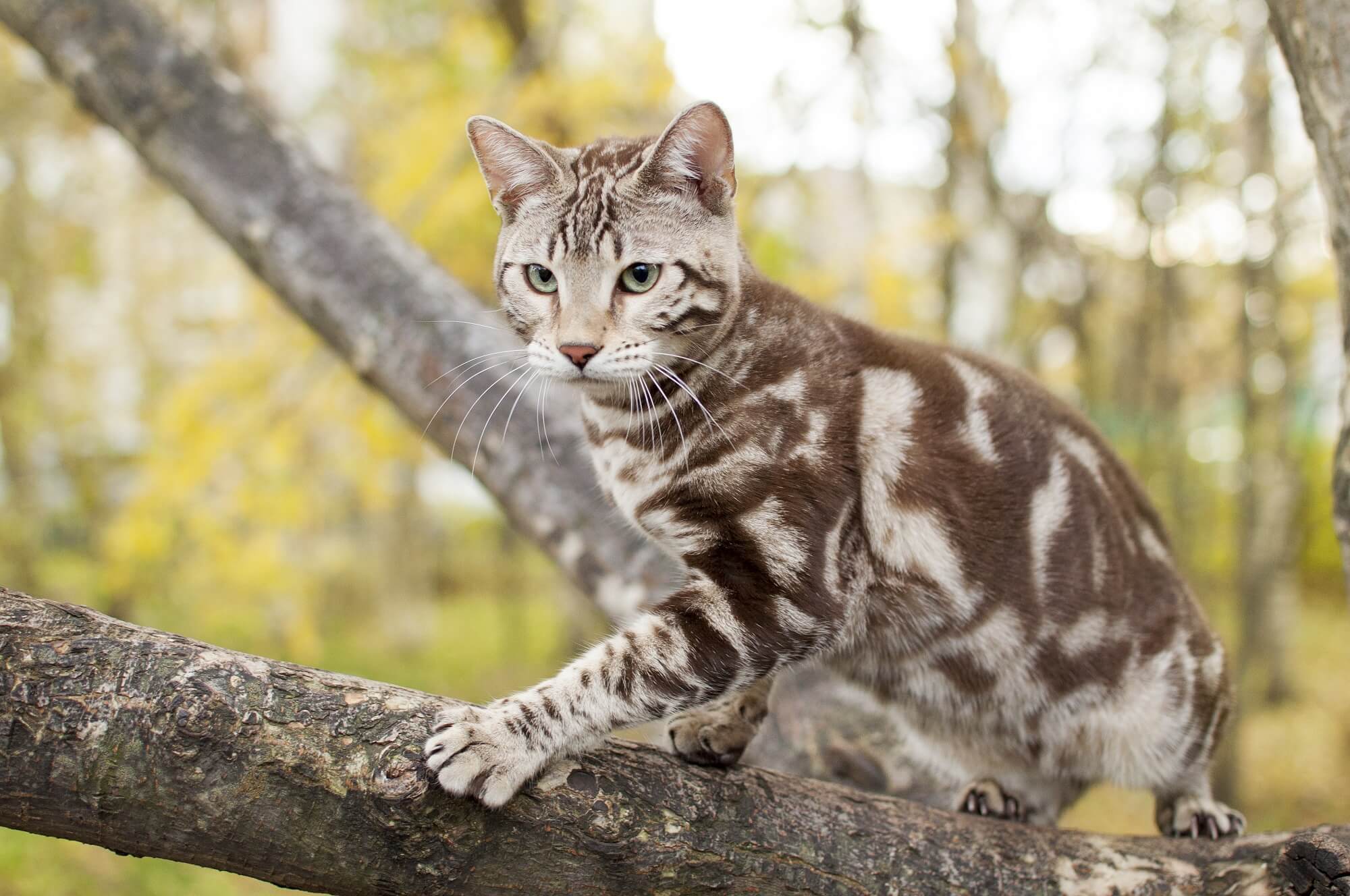 Bengal auf einem Baum