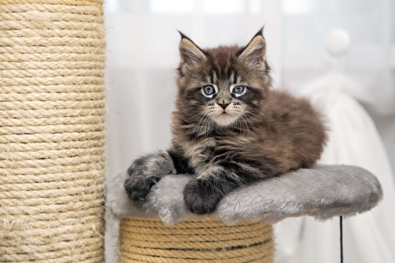 Maine Coon Kitten liegt auf einem Kratzbaum 