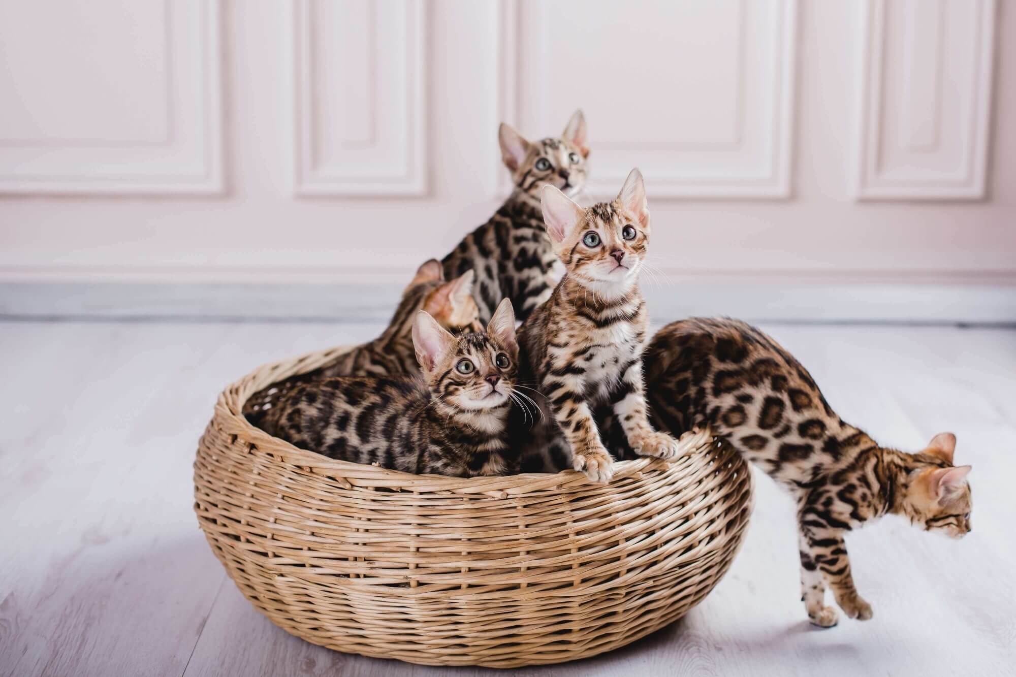 Bengal Kitten