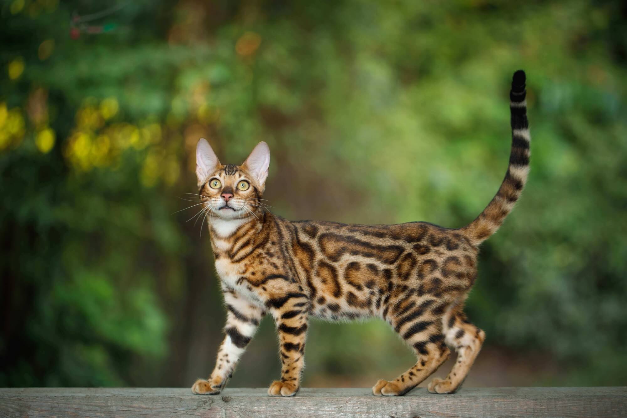 Bengalkatze Bengalkatze