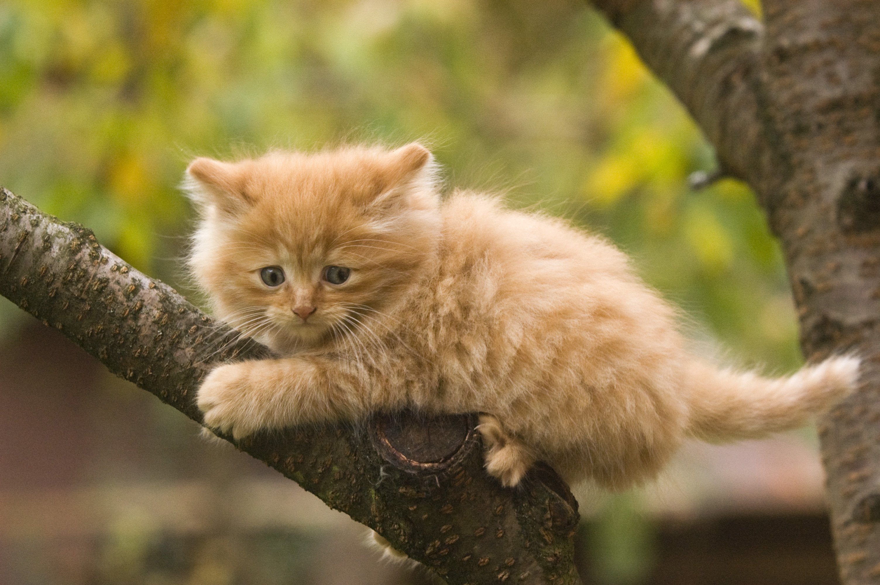 Norwegische Waldkatze Kätzchen