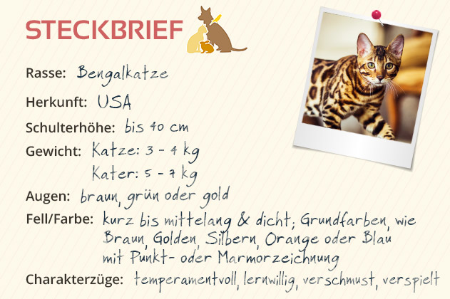 Bengalkatze