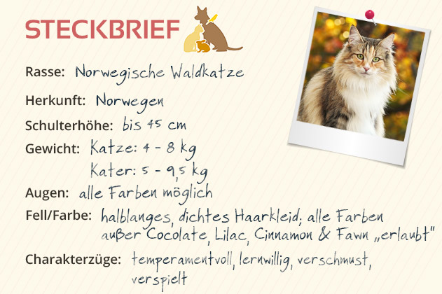 Norwegische Waldkatze