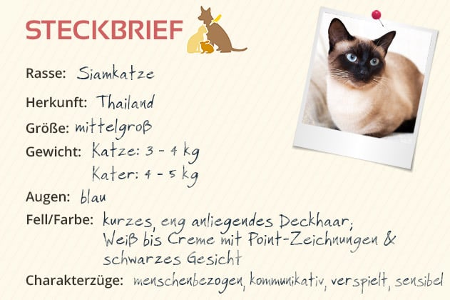 Siamkatze