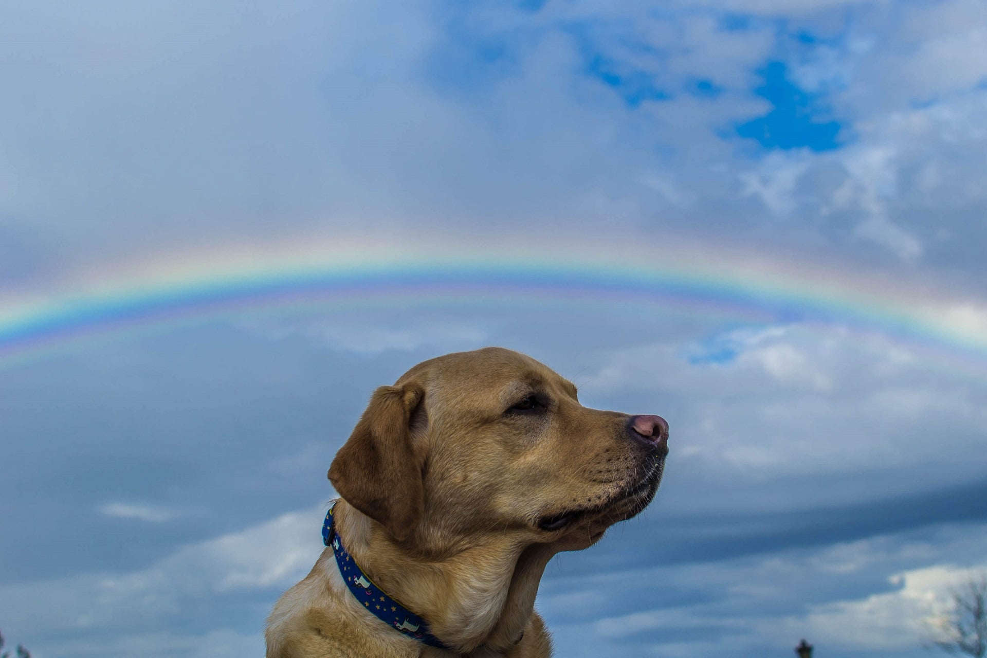Gedenkseite für Haustiere