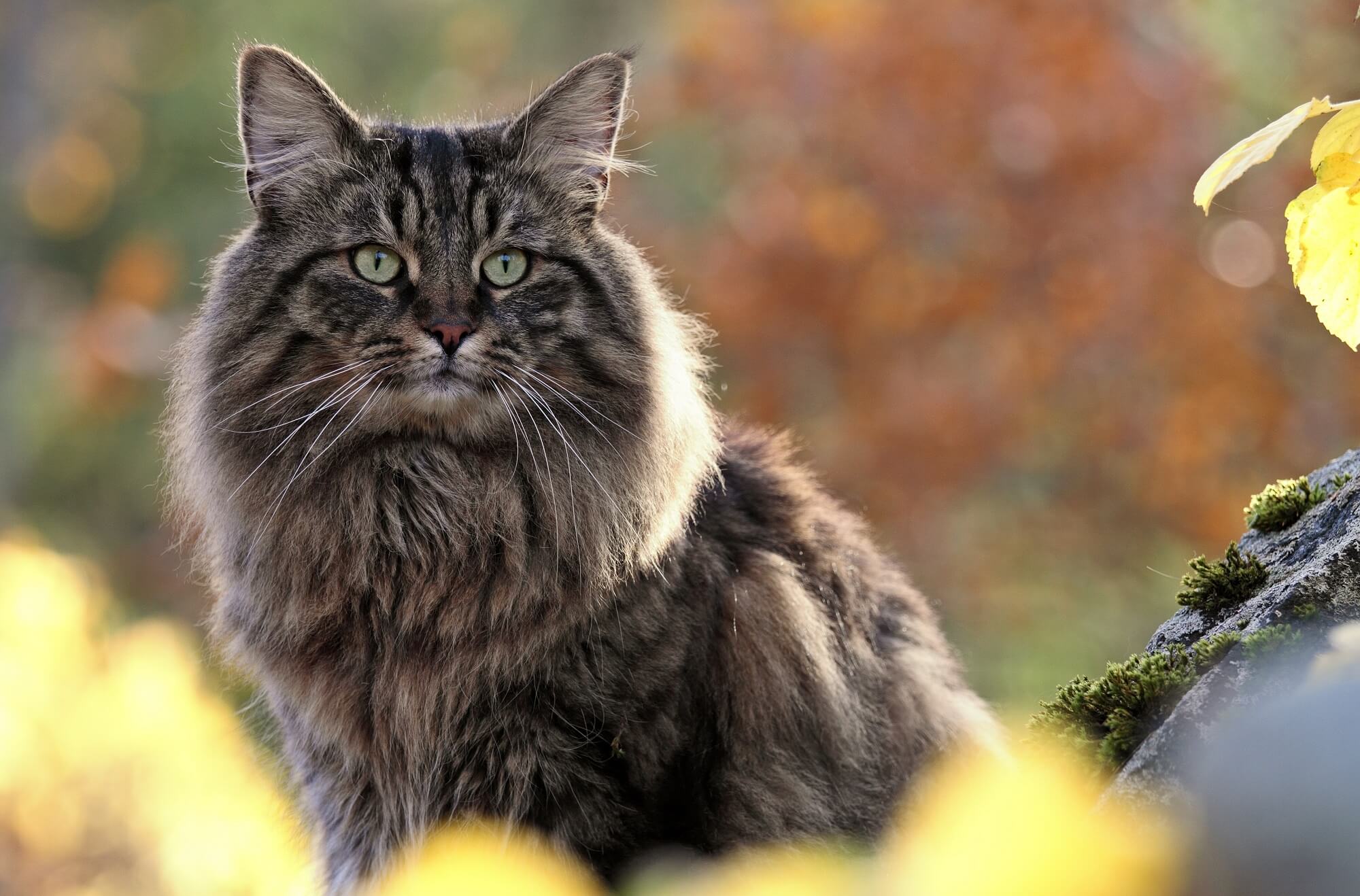 Norwegische Waldkatze Steckbrief | Mein Haustier