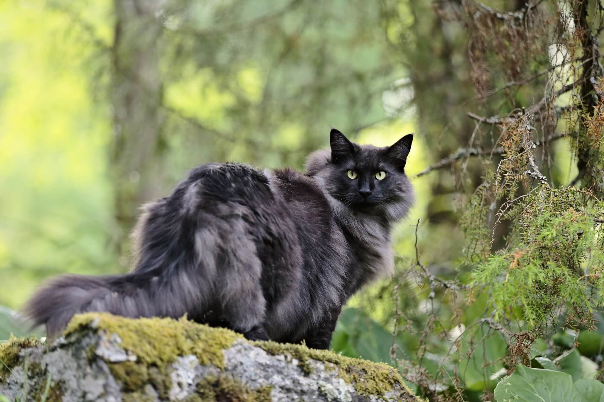 Schwarze Norwegische Waldkatze