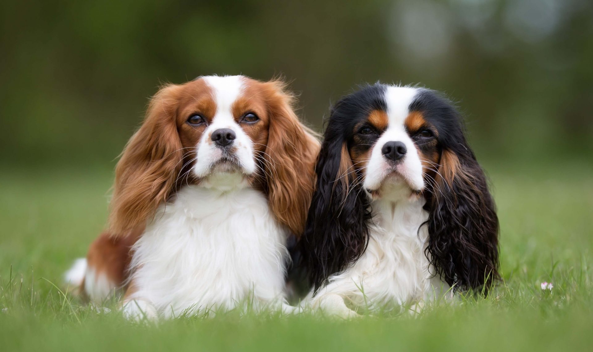 FCI-Gruppen - Cavalier Kind Charles Spaniel