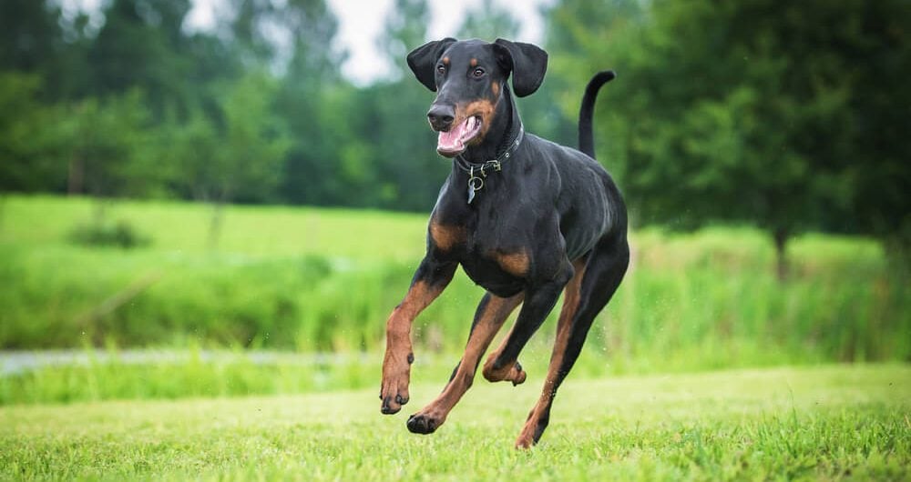 FCI-Gruppen - Dobermann