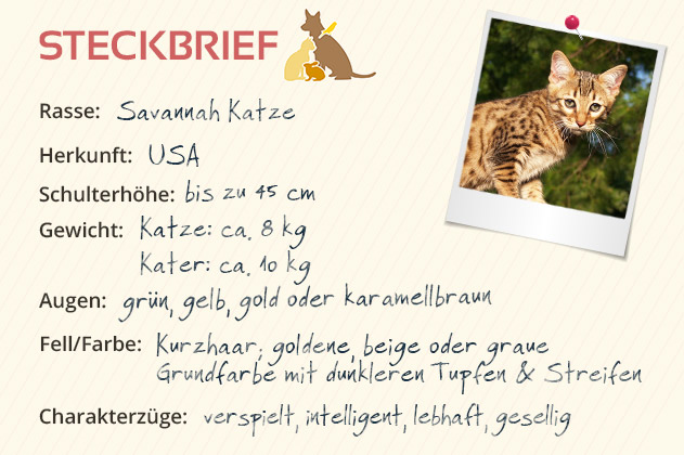 Savannah Katze Steckbrief