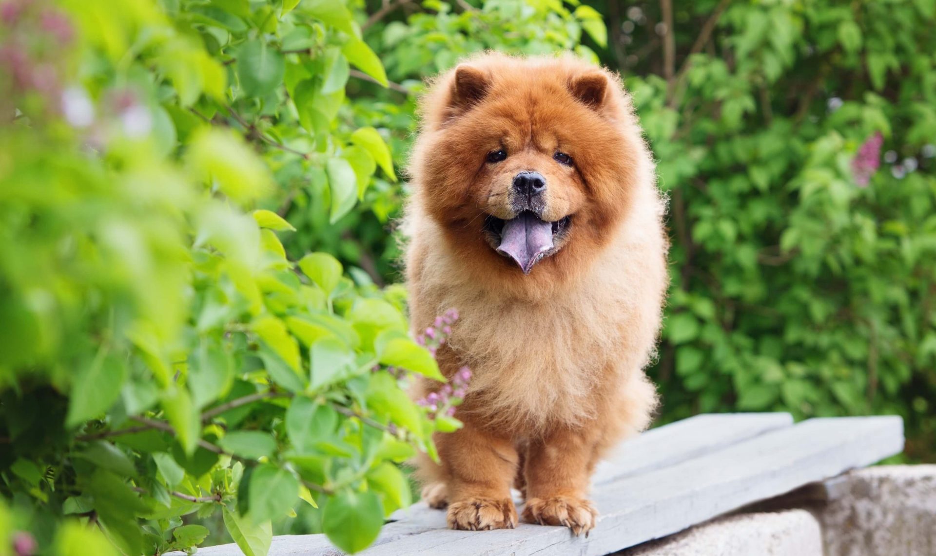 FCI-Gruppen - Chow Chow