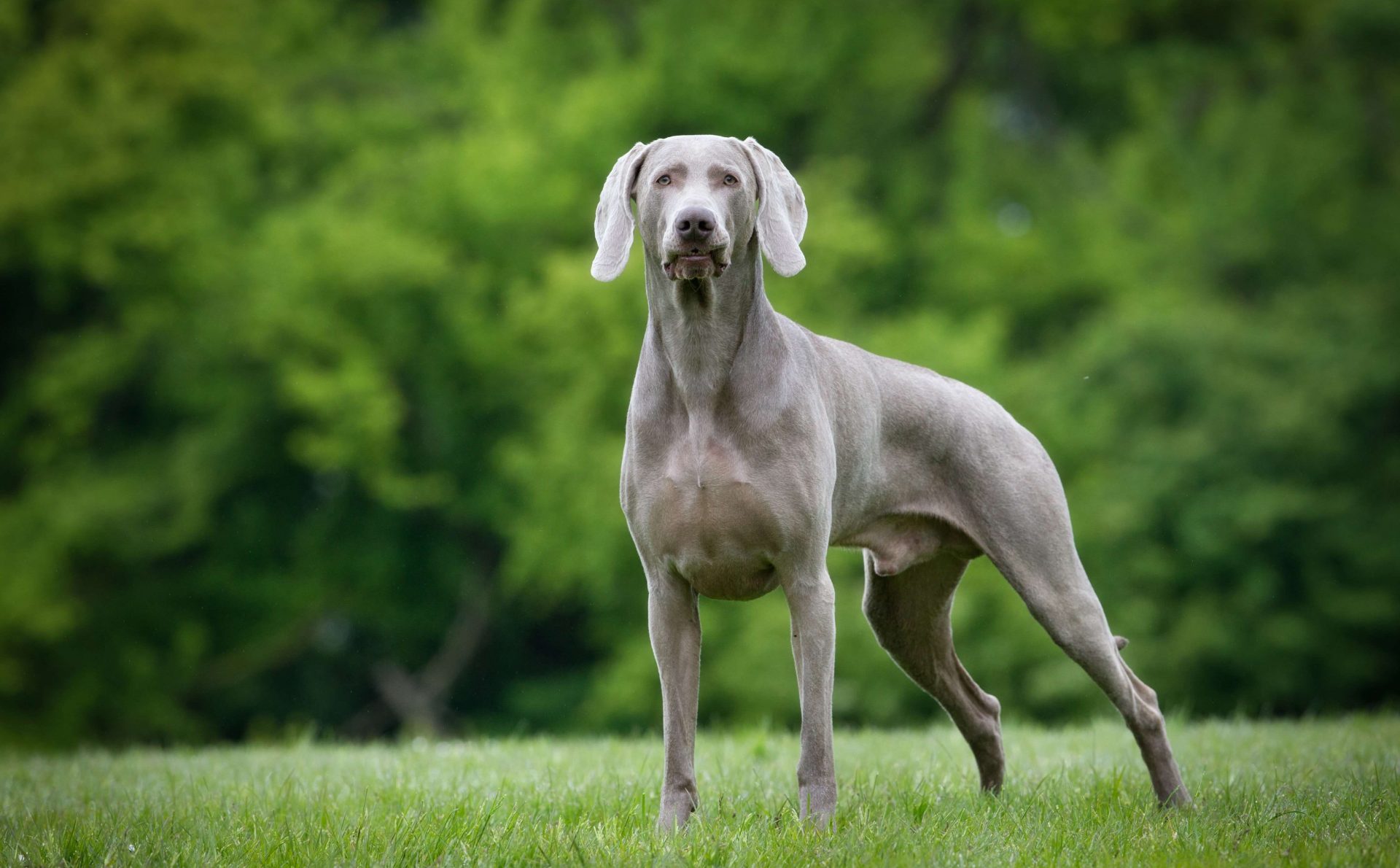 FCI-Gruppen - Weimaraner