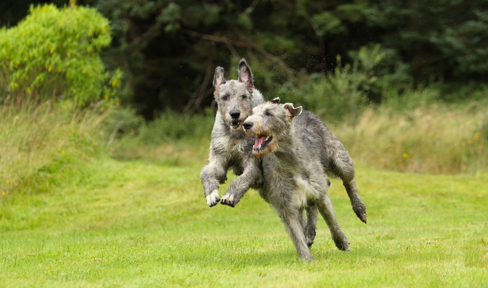 FCI-Gruppen - Irish Wolfshound 