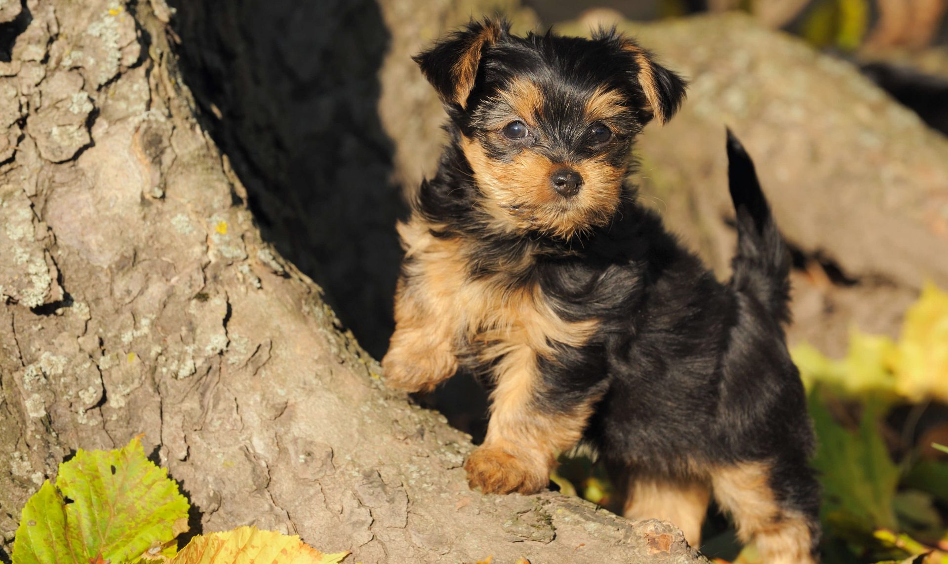 FCI-Gruppen - Yorkshire Terrier