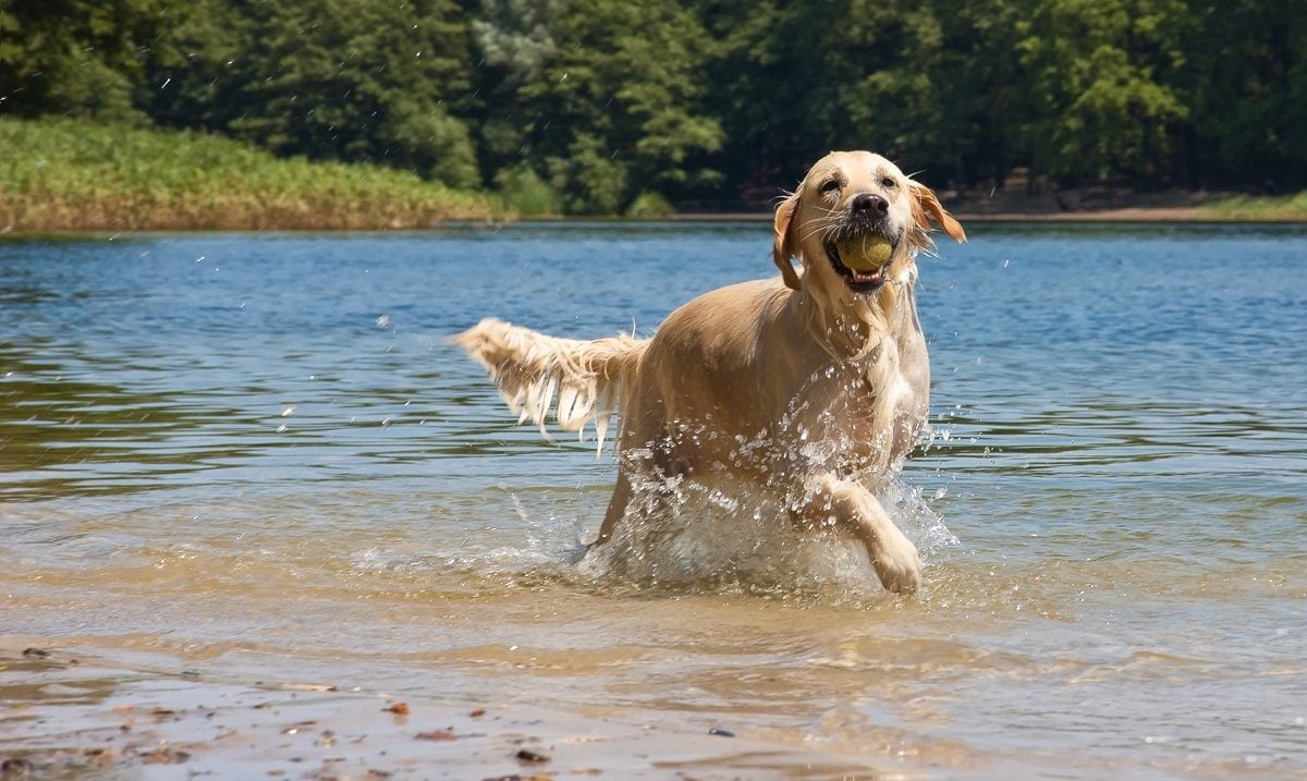 FCI-Gruppen - Golden Retriever