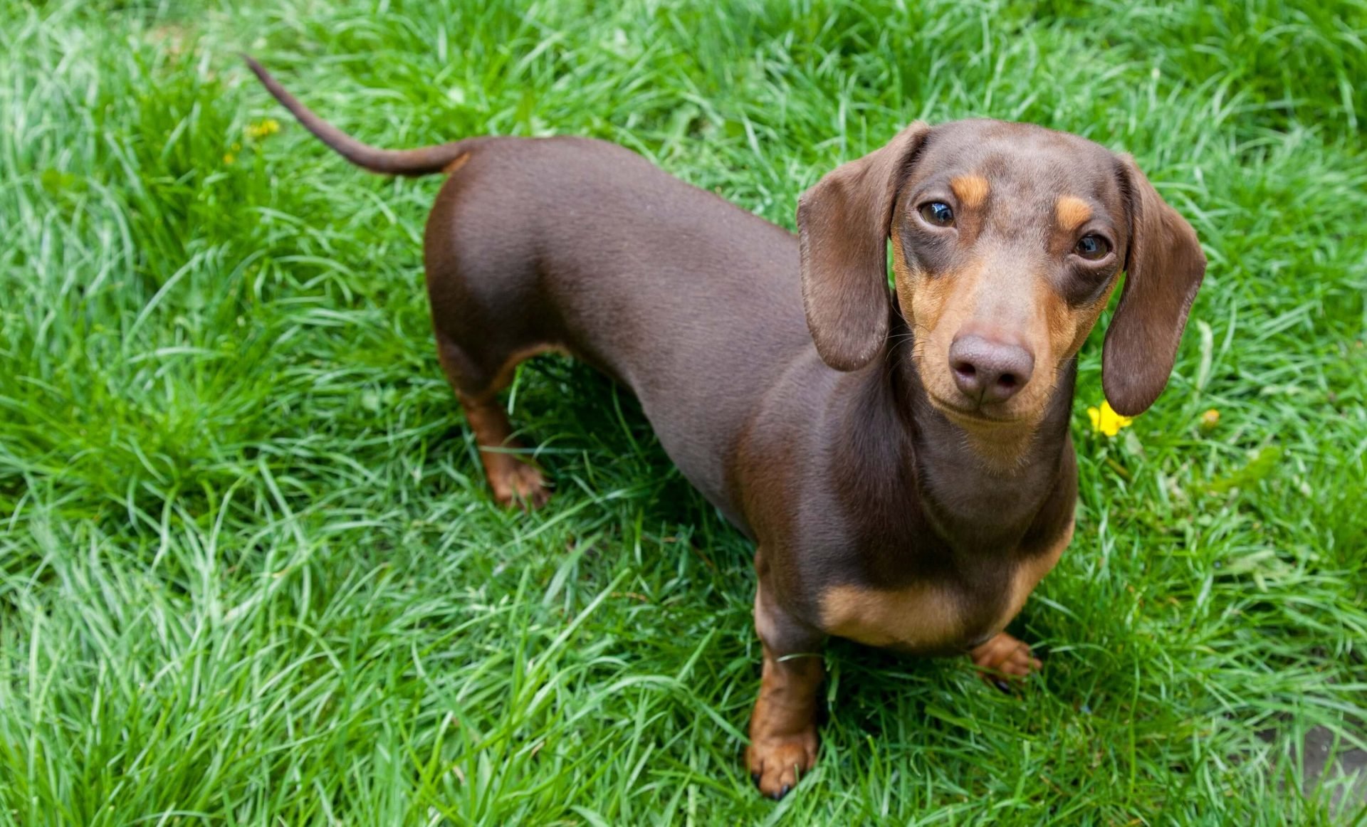 FCI-Gruppen - Dachshund